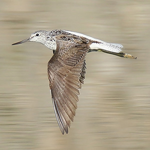 Common Greenshank